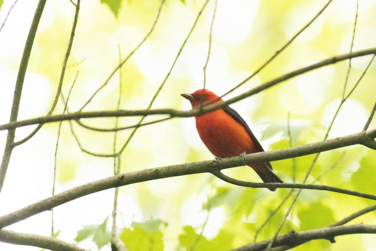 Scarlet Tanager - ML619097466