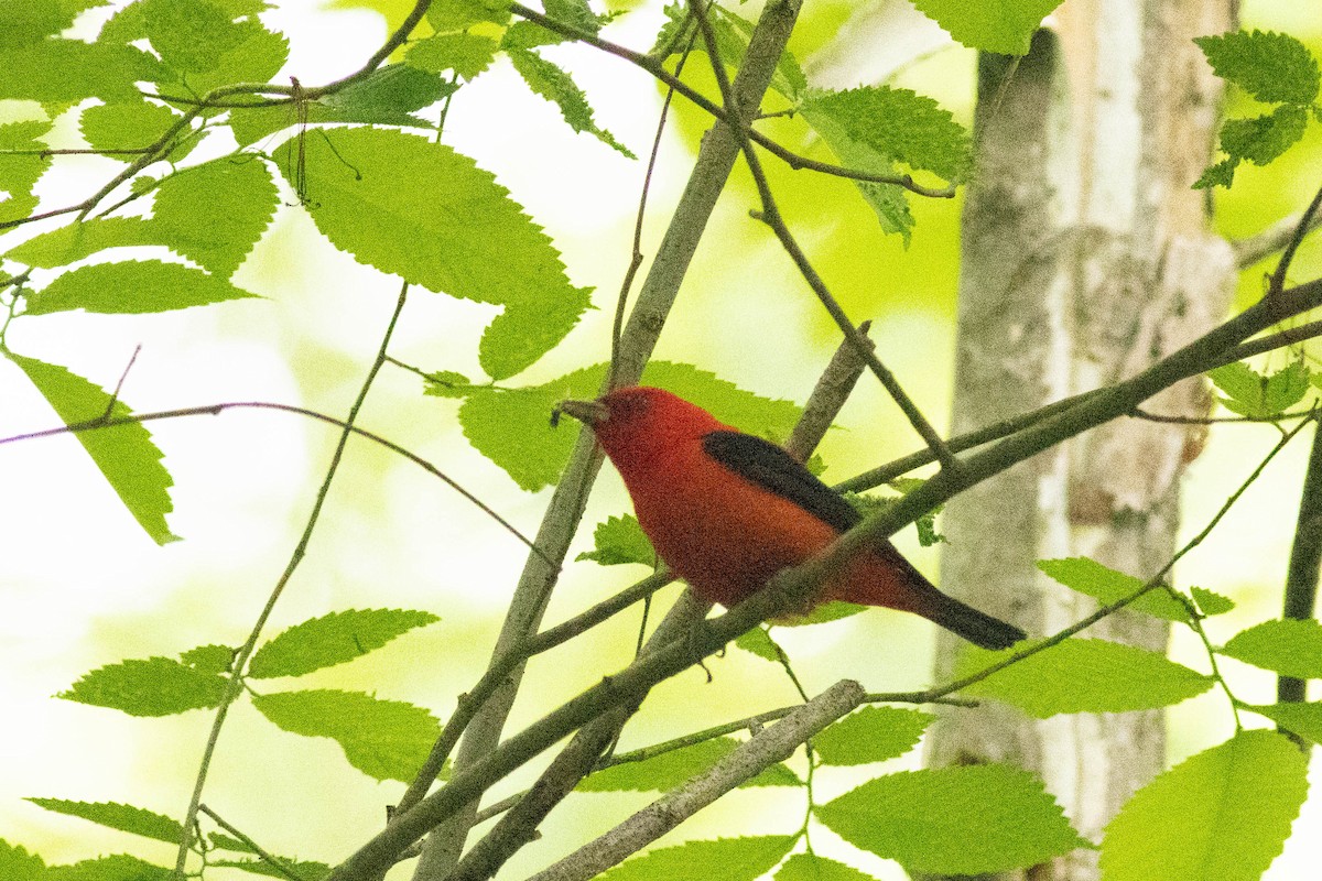 Scarlet Tanager - ML619097468