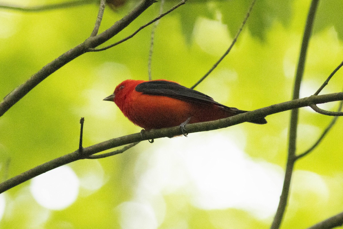 Scarlet Tanager - ML619097469