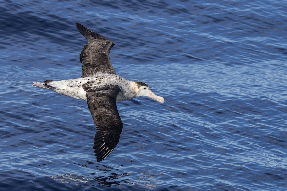 albatros jižní (ssp. antipodensis) - ML619097518