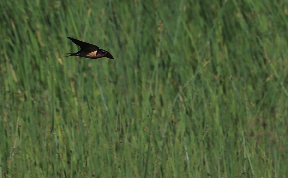 Barn Swallow (American) - ML619097568