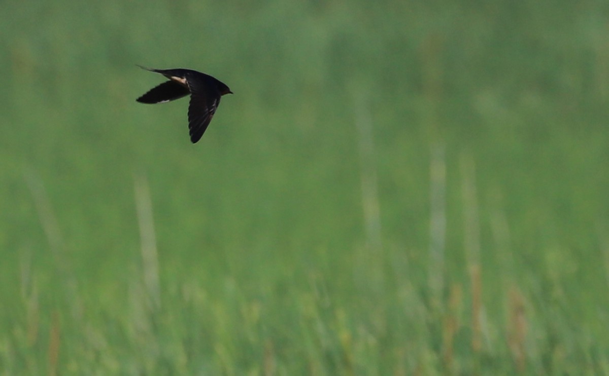 Barn Swallow (American) - ML619097572