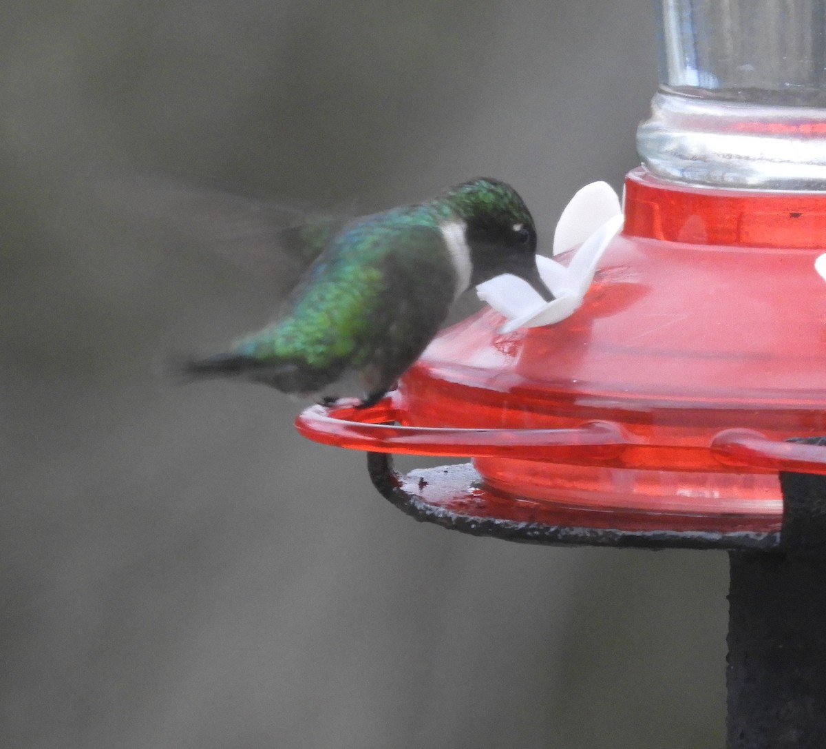 Ruby-throated Hummingbird - ML619097574