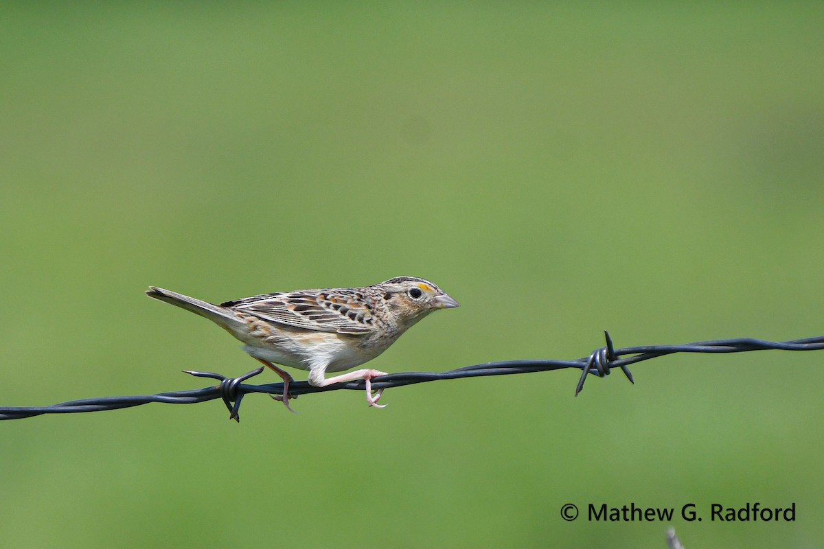 Grasshopper Sparrow - ML619097593