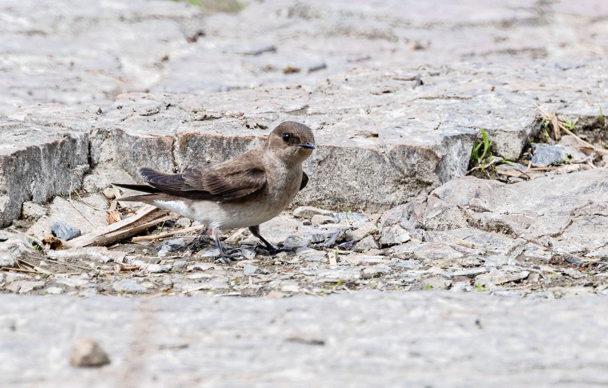 Northern Rough-winged Swallow - ML619097597