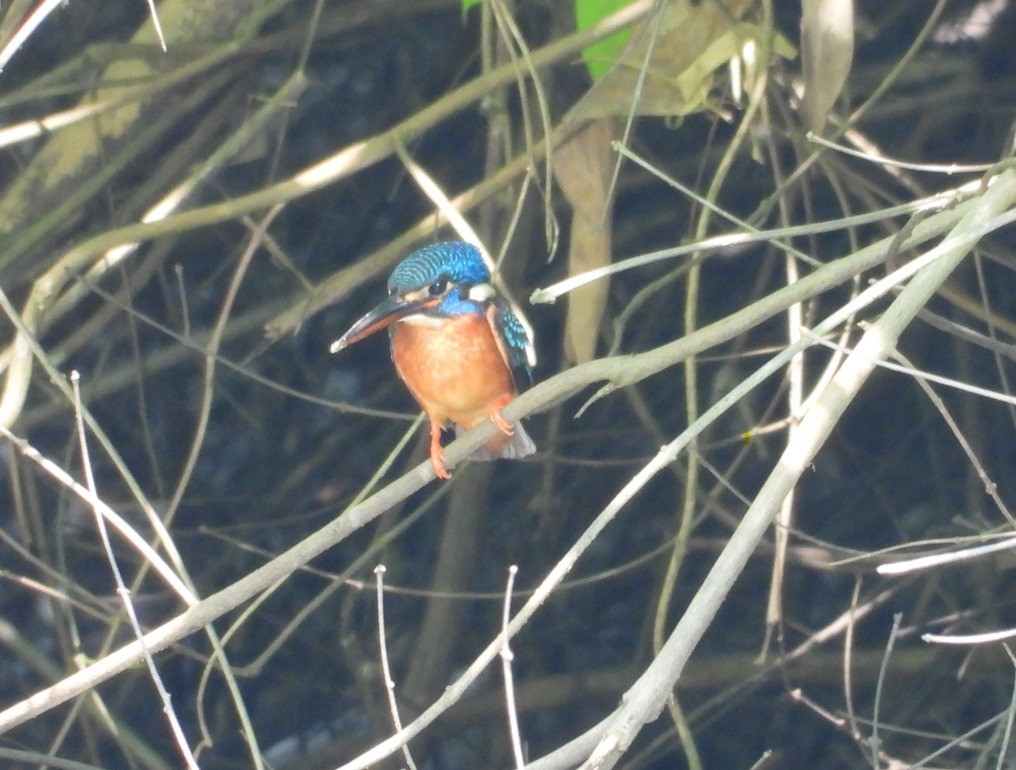 Blue-eared Kingfisher - ML619097650