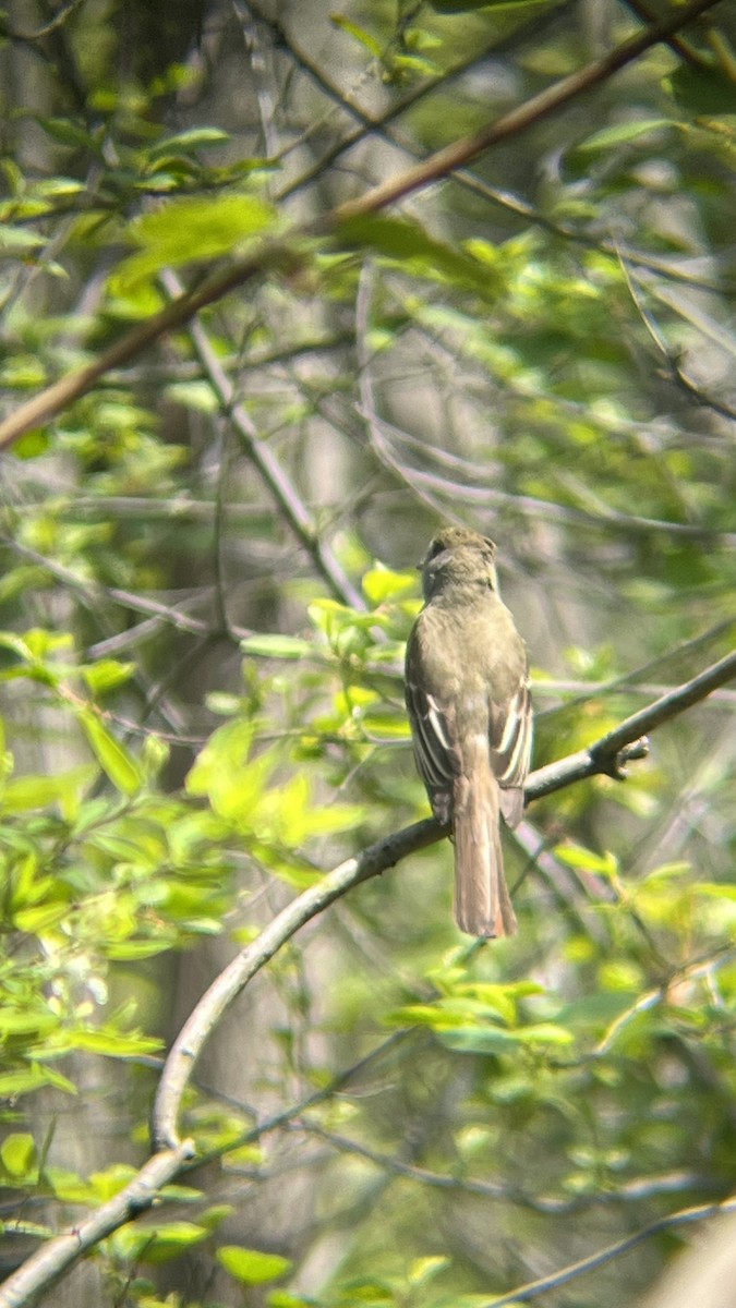 Great Crested Flycatcher - ML619097672