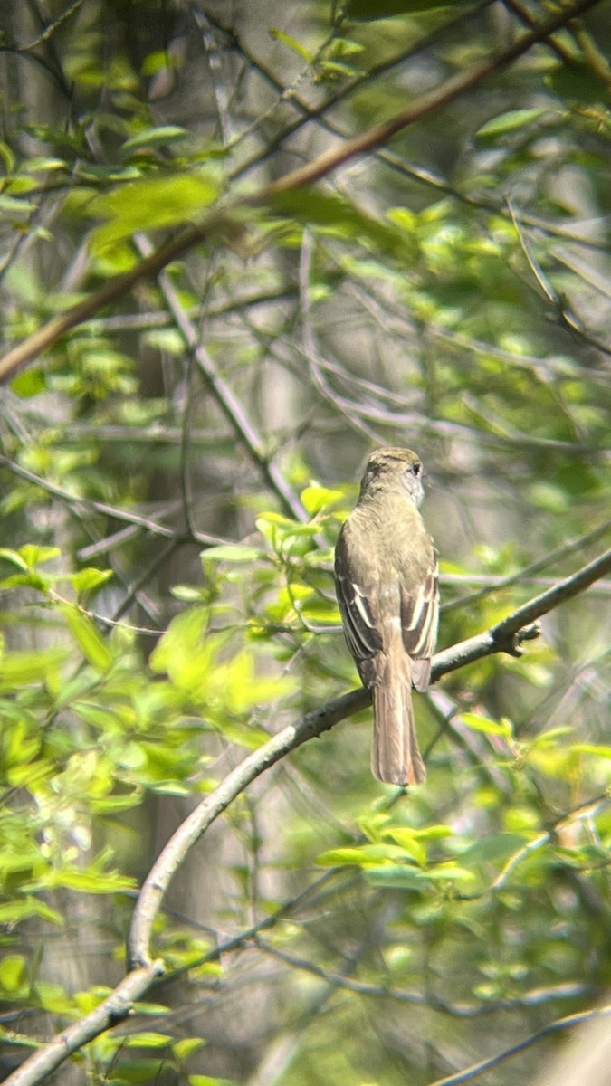 Great Crested Flycatcher - ML619097673
