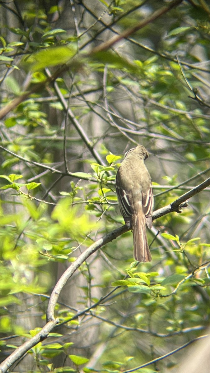 Great Crested Flycatcher - ML619097675