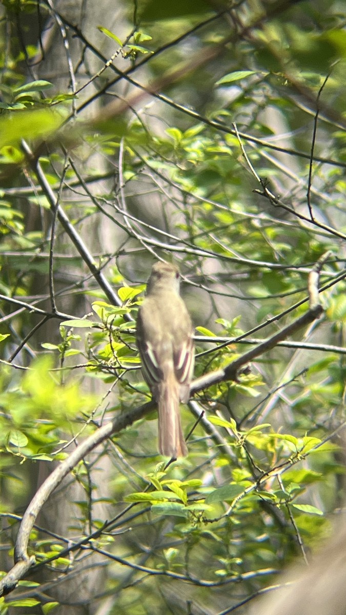 Great Crested Flycatcher - ML619097676