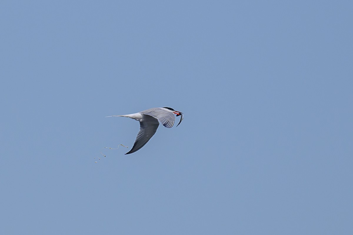 Common Tern - ML619097678