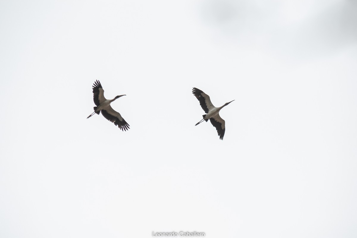 Wood Stork - Leonardo Caballero