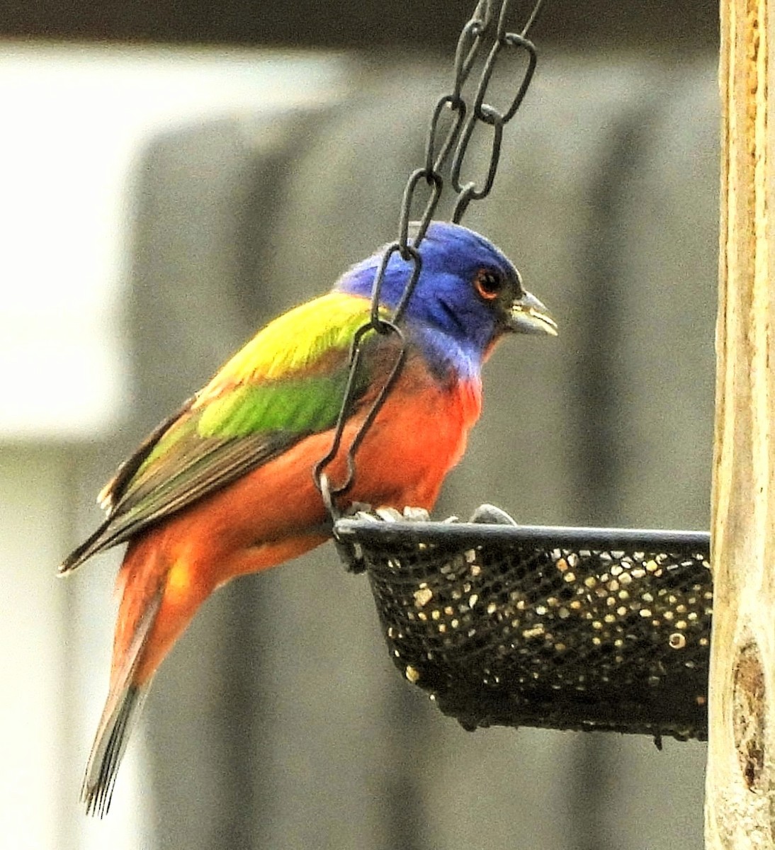 Painted Bunting - ML619097718