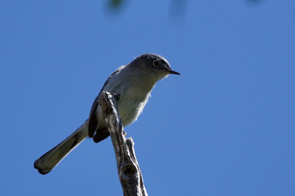 Blue-gray Gnatcatcher (obscura Group) - ML619097737