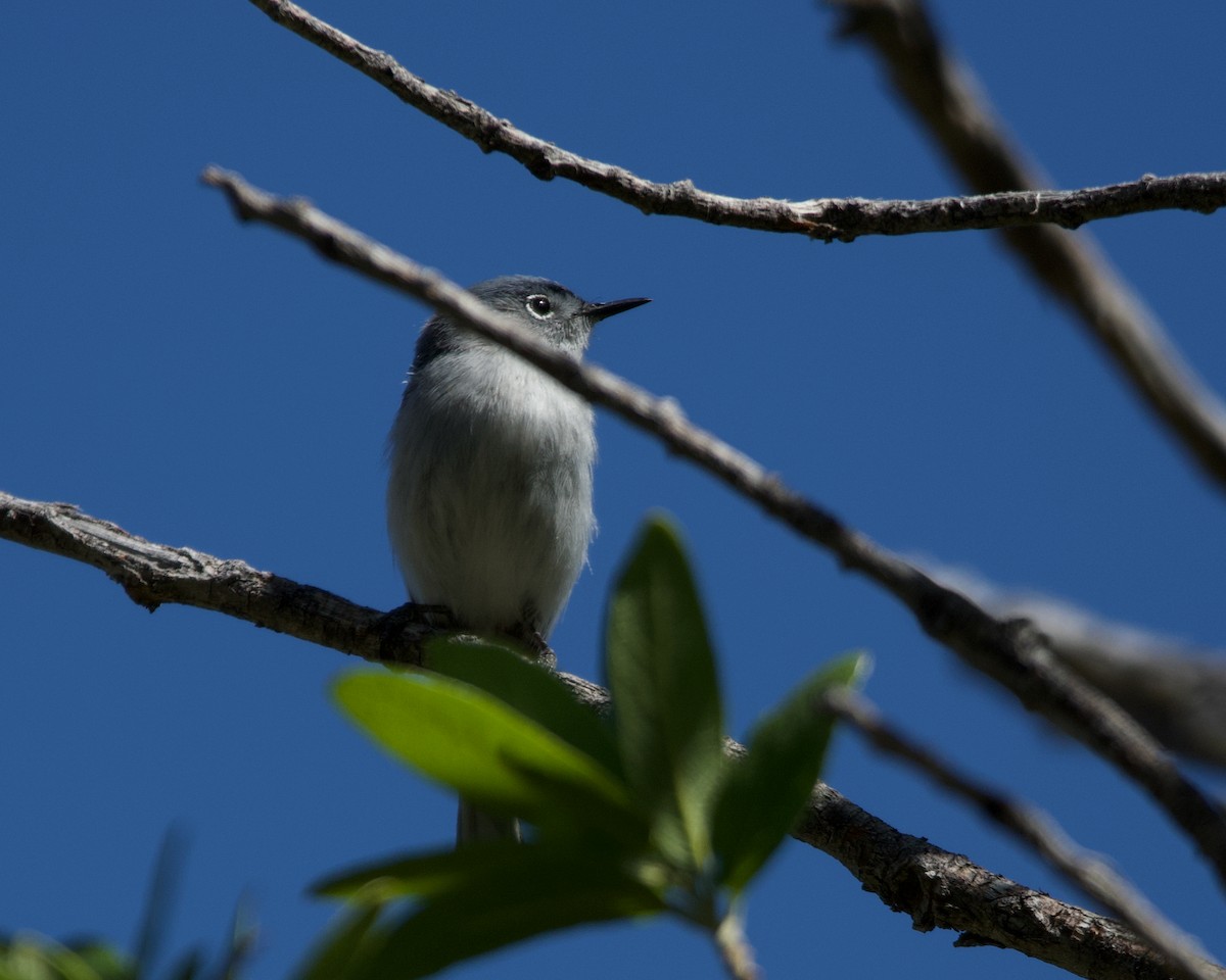 Blue-gray Gnatcatcher (obscura Group) - ML619097739