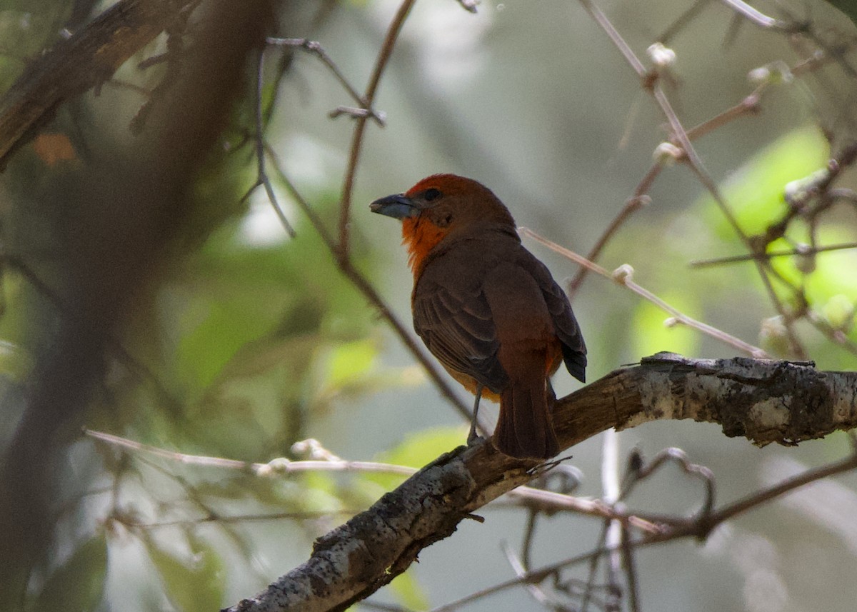 Hepatic Tanager - ML619097755