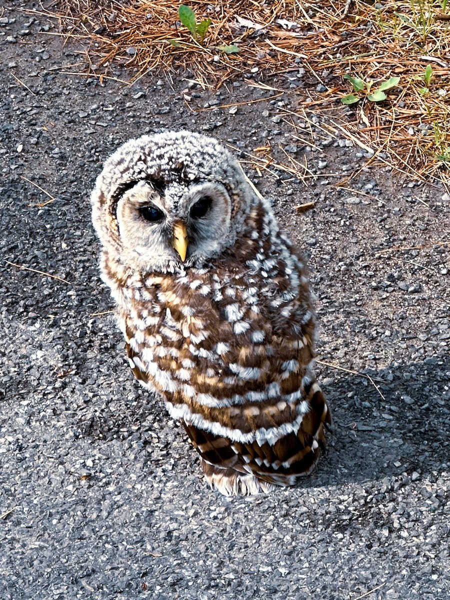 Barred Owl - ML619097757