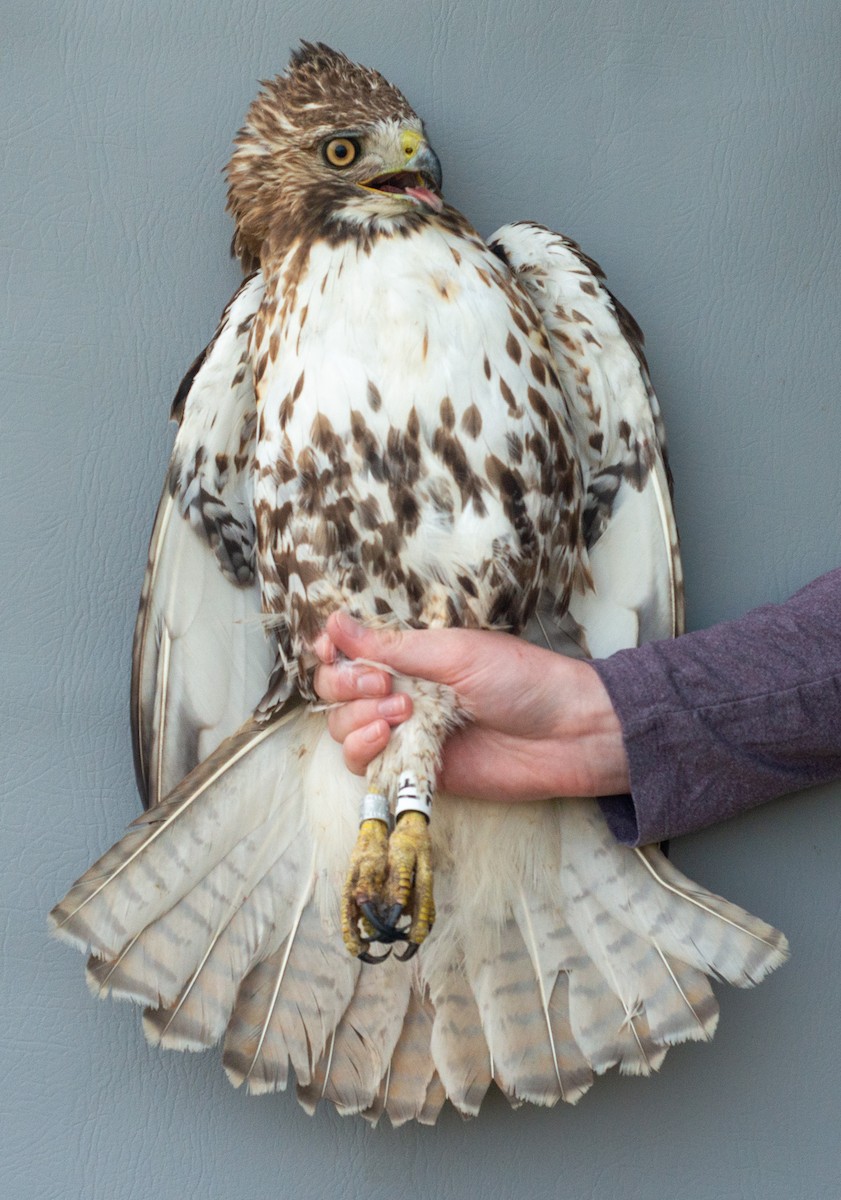 Red-tailed Hawk (abieticola) - ML619097775