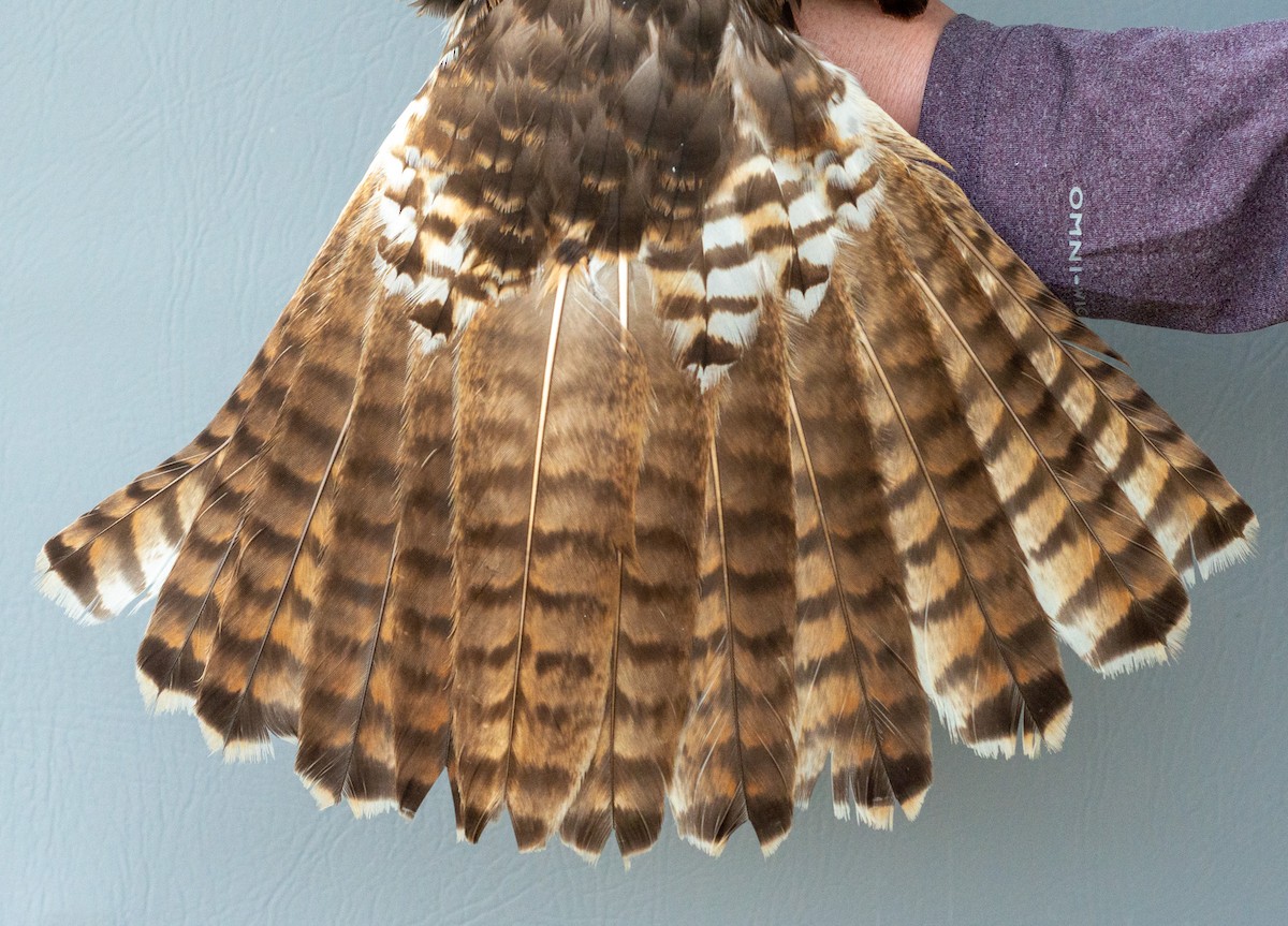 Red-tailed Hawk (abieticola) - ML619097779