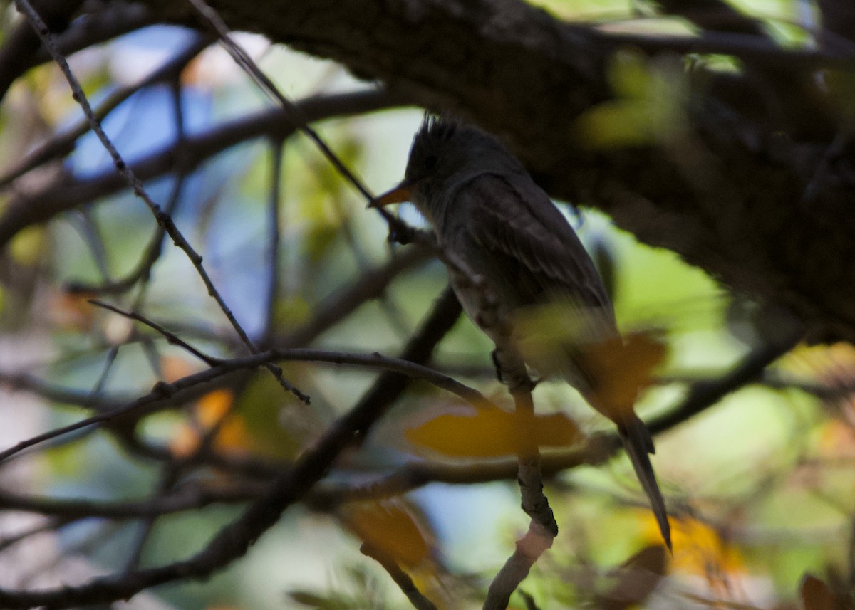 Greater Pewee - ML619097786