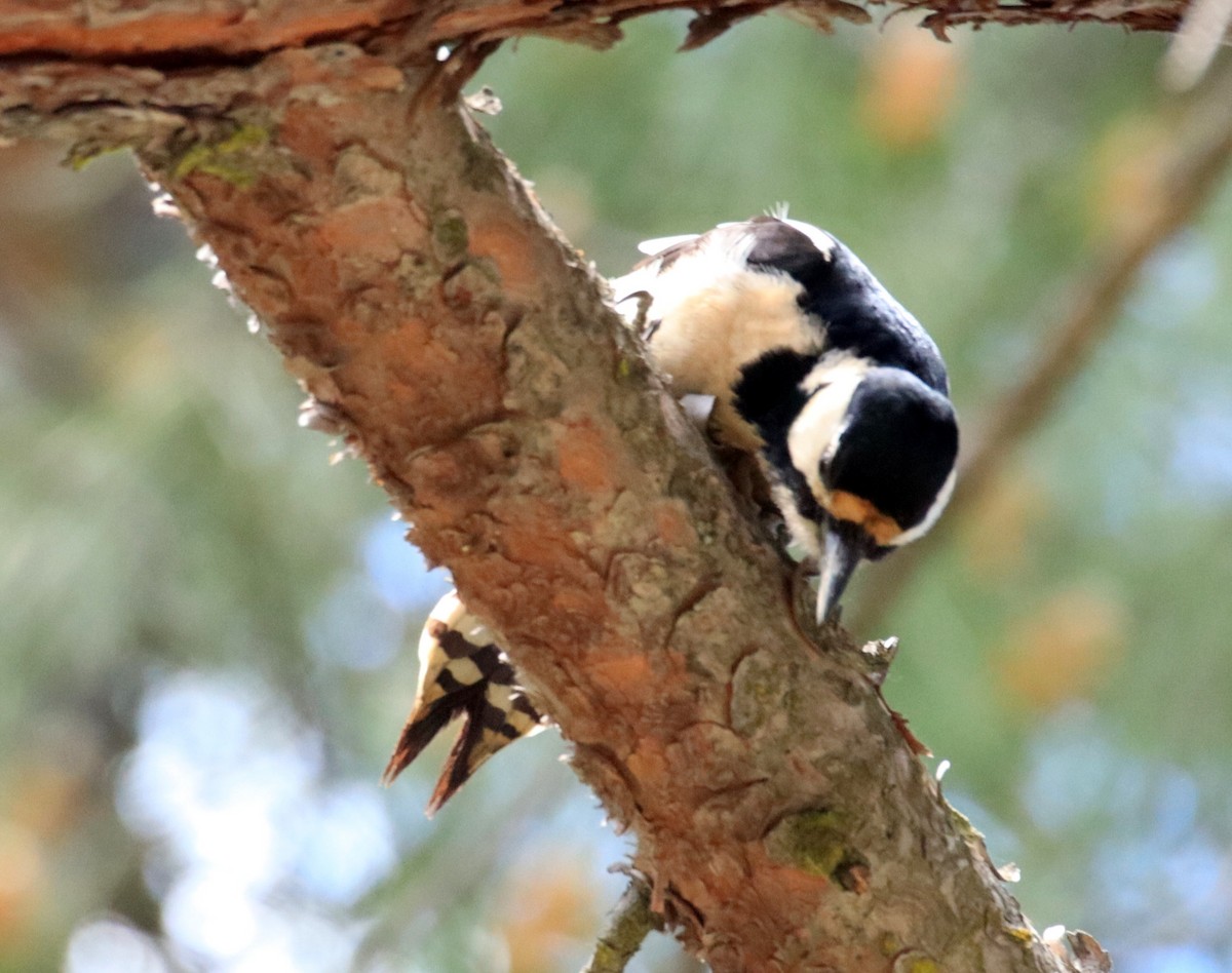 Great Spotted Woodpecker - ML619097847