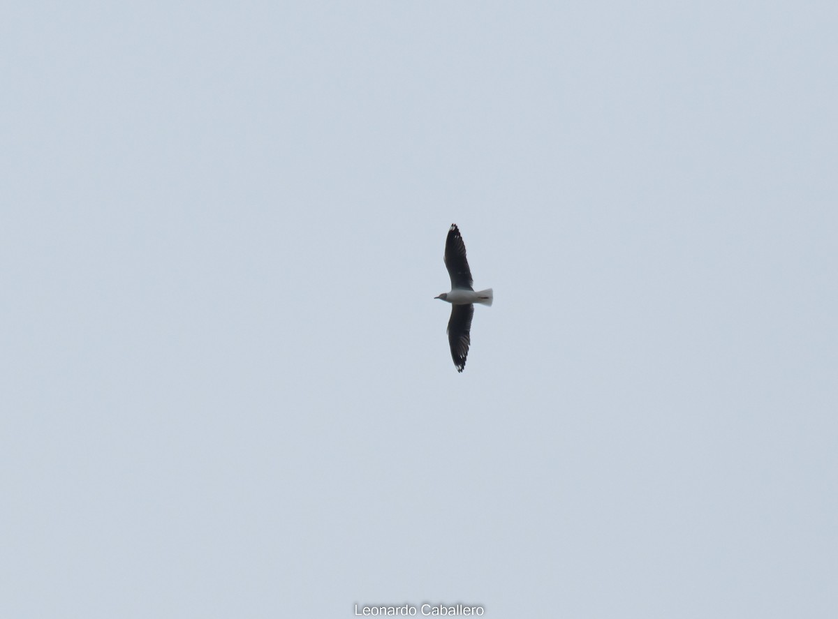 Сероголовая чайка - ML619097852