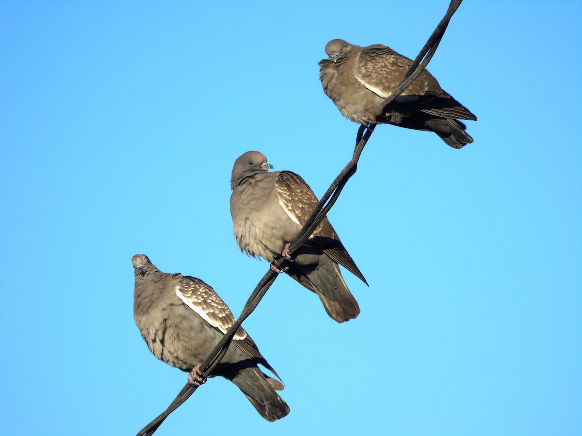 Spot-winged Pigeon - ML619097915