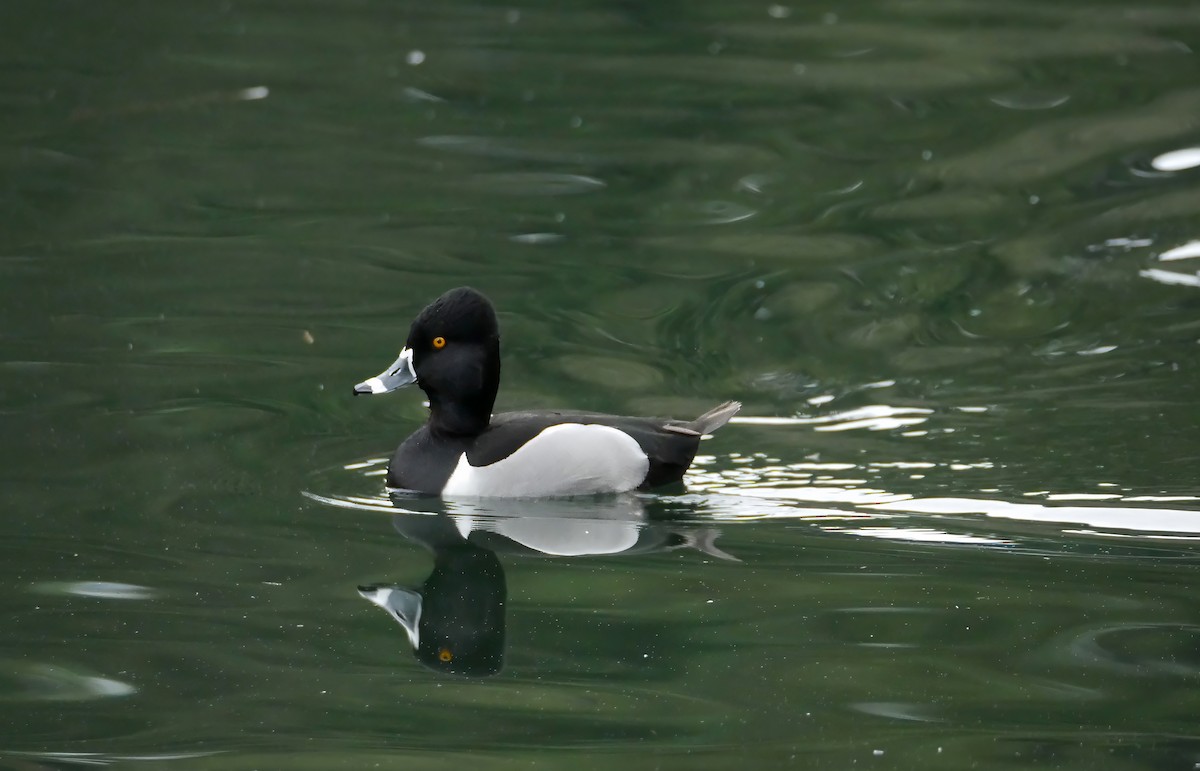 Ring-necked Duck - ML619097933