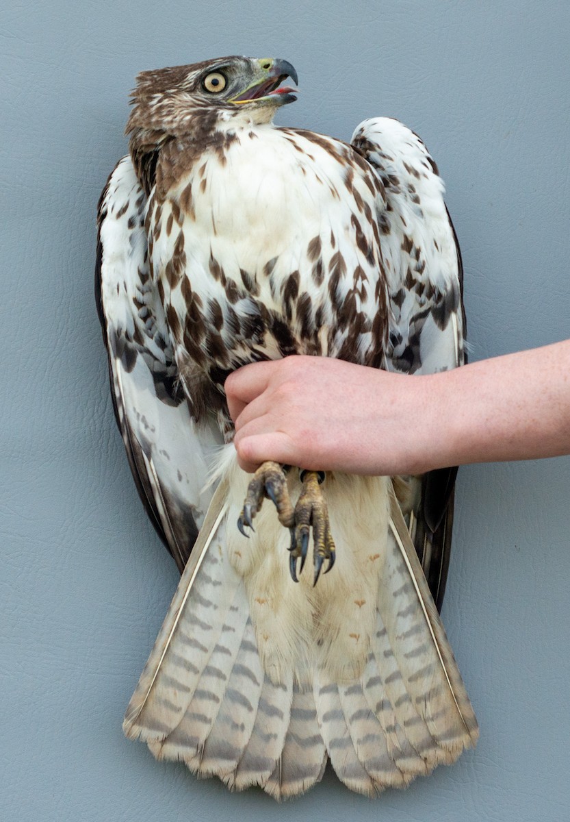 Red-tailed Hawk (abieticola) - ML619097948