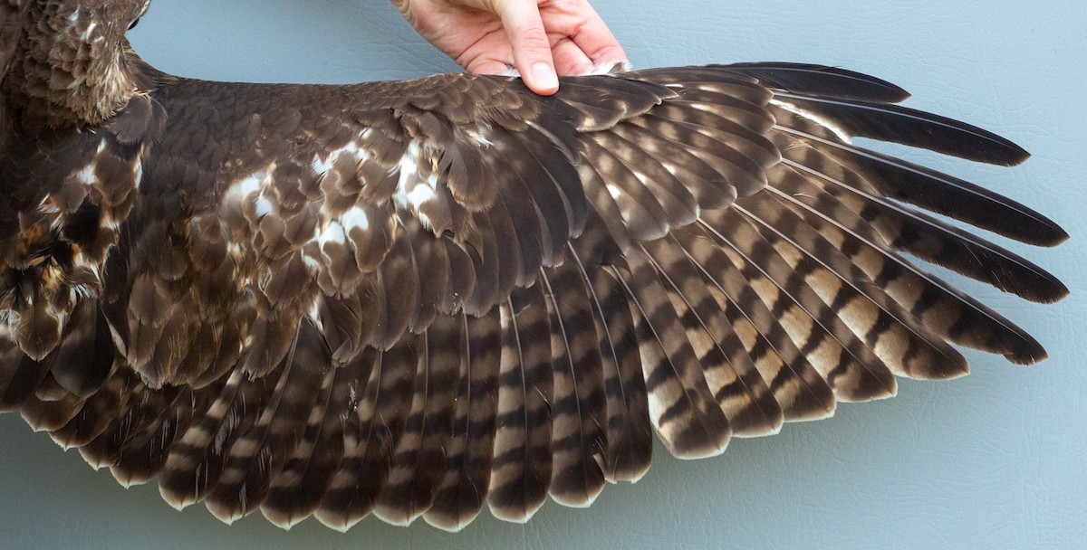 Red-tailed Hawk (abieticola) - ML619097949