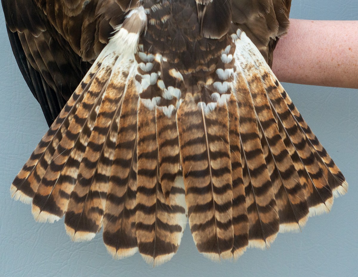 Red-tailed Hawk (abieticola) - ML619097951