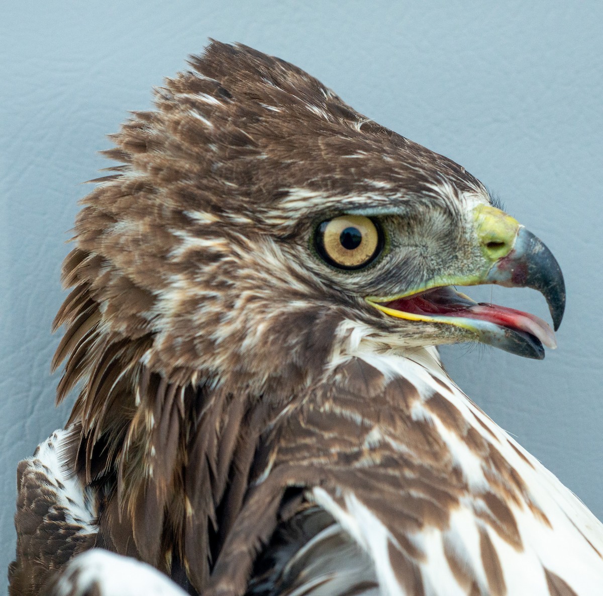 Red-tailed Hawk (abieticola) - ML619097953