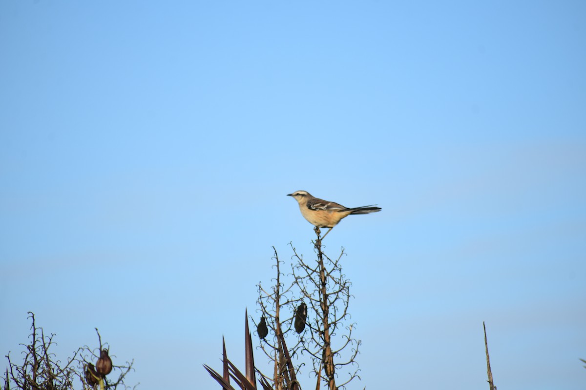 White-banded Mockingbird - ML619097967