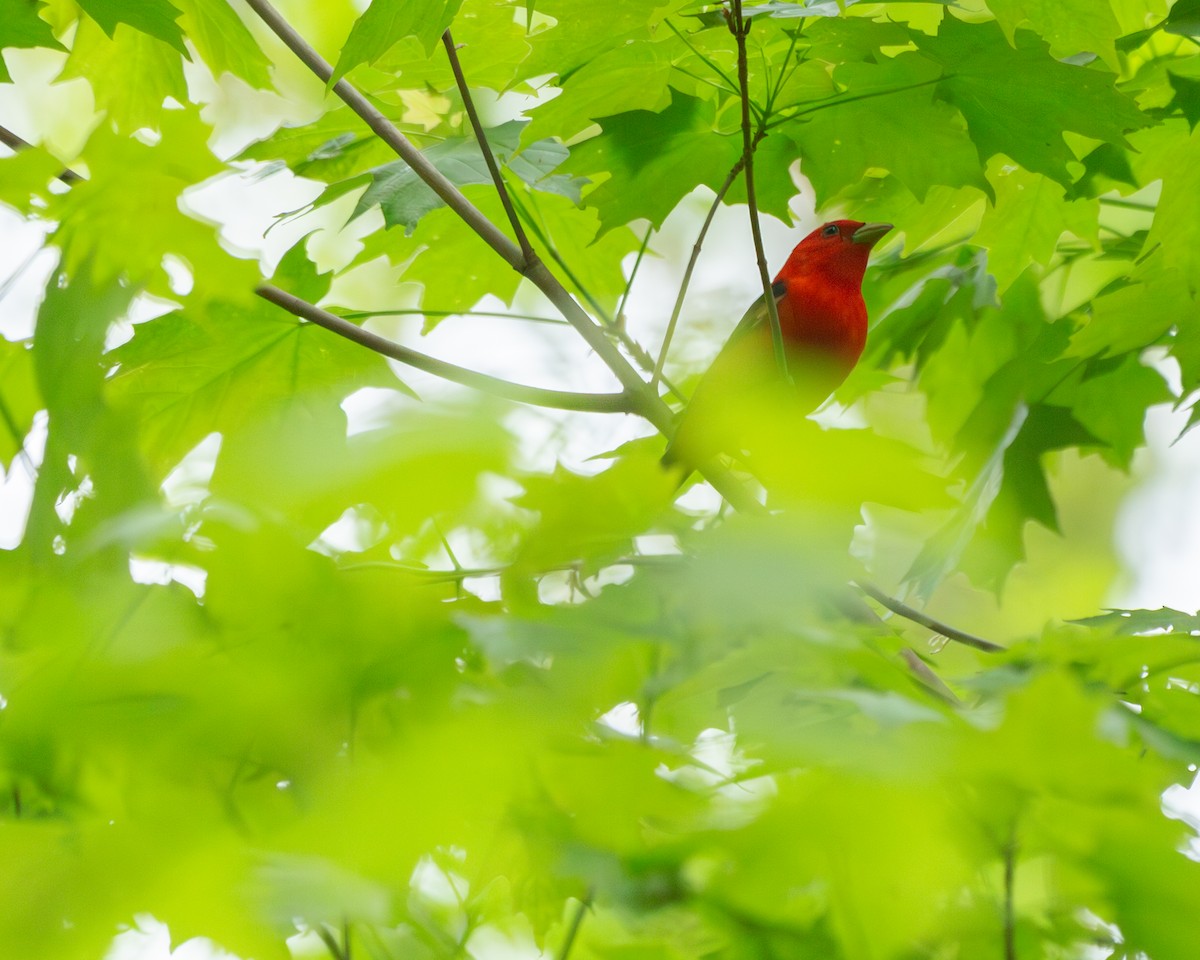 Scarlet Tanager - ML619097987