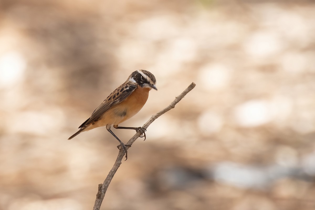 Whinchat - ML619098045