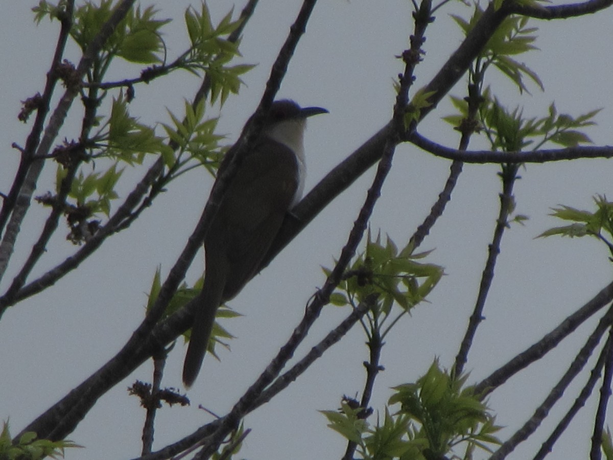 eBird Checklist 15 May 2024 210 Old Otis RD Danby Pond Danby, VT