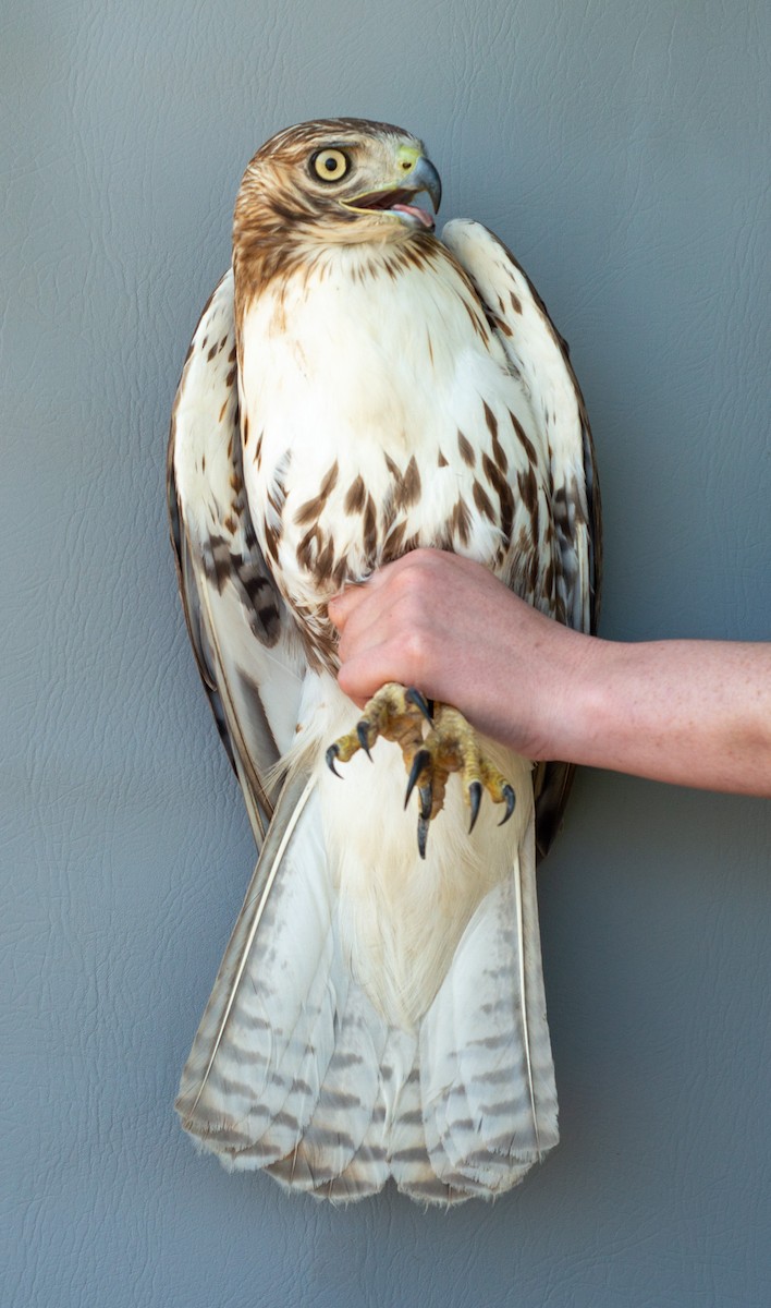 Red-tailed Hawk - ML619098059