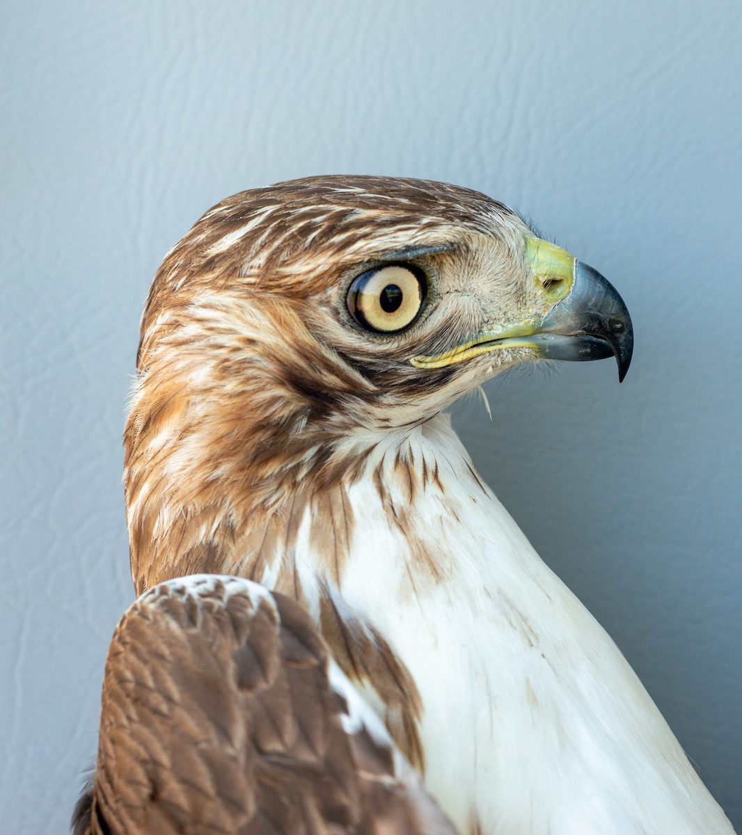 Red-tailed Hawk - ML619098061