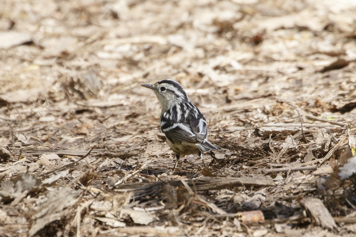 Black-and-white Warbler - ML619098098