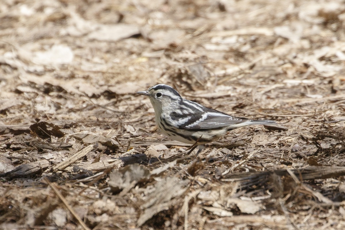 Black-and-white Warbler - ML619098104