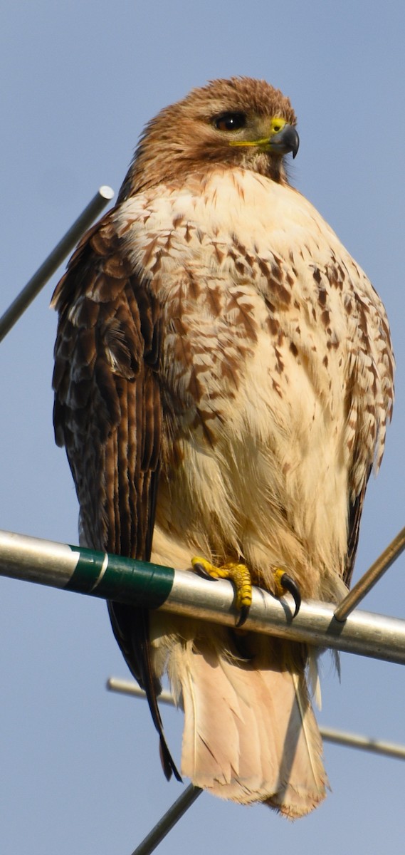 Red-tailed Hawk - ML619098125