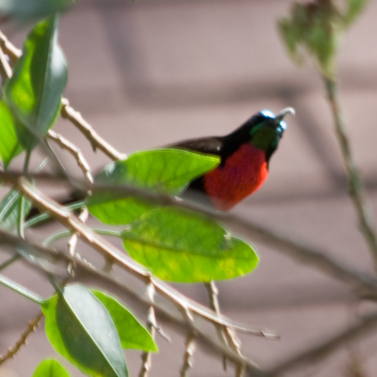 Scarlet-chested Sunbird - ML619098176