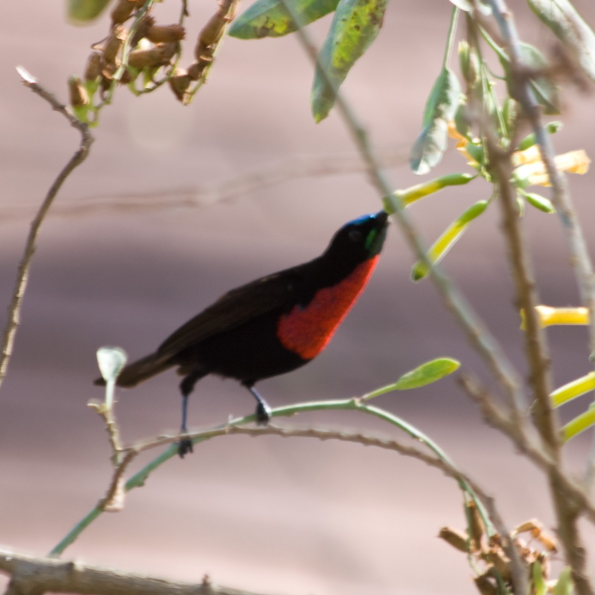 Scarlet-chested Sunbird - ML619098177