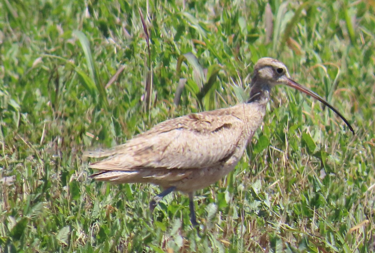 Long-billed Curlew - ML619098239