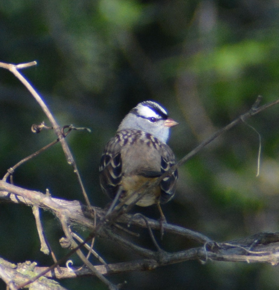 White-crowned Sparrow - ML619098256