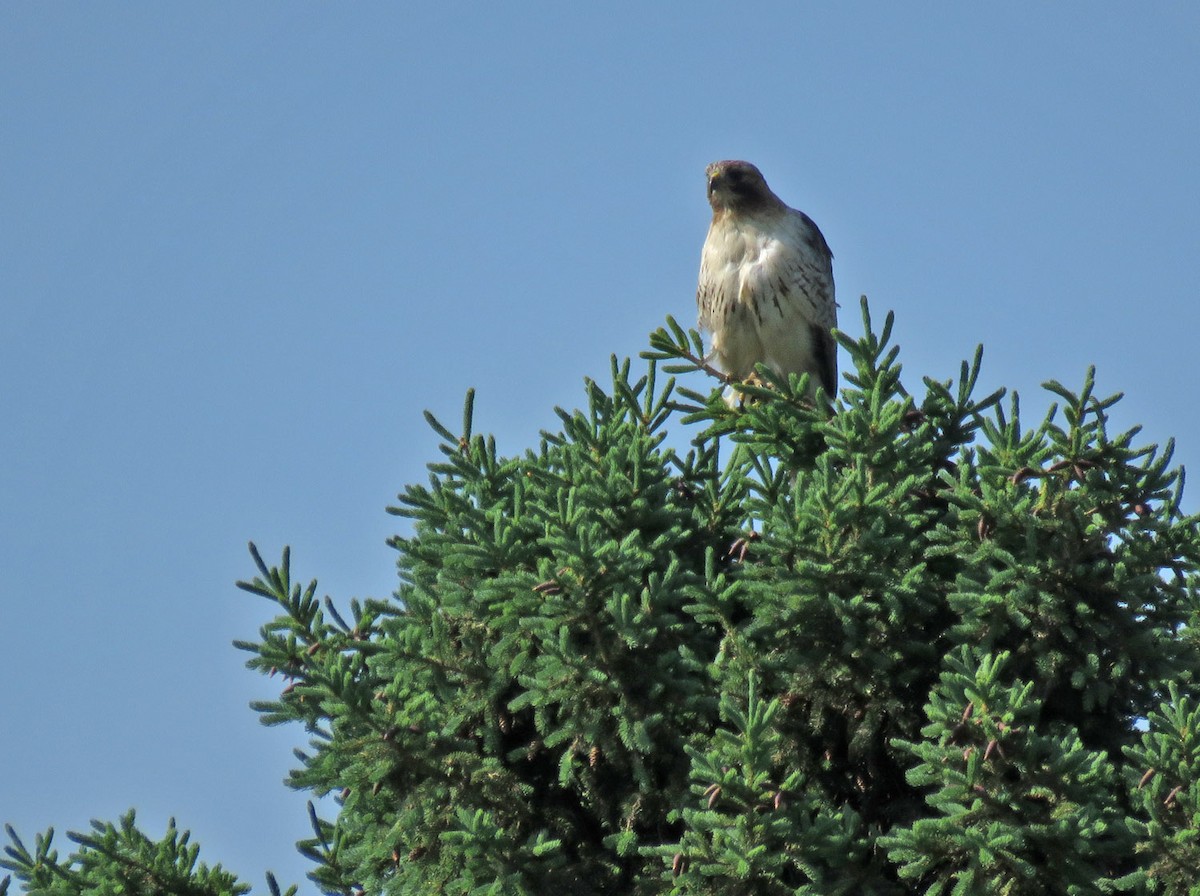 Red-tailed Hawk - ML619098263