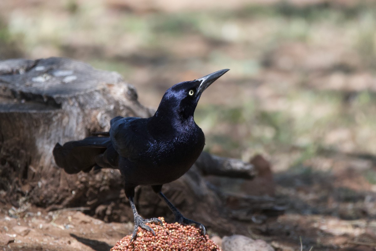 Great-tailed Grackle - ML619098269