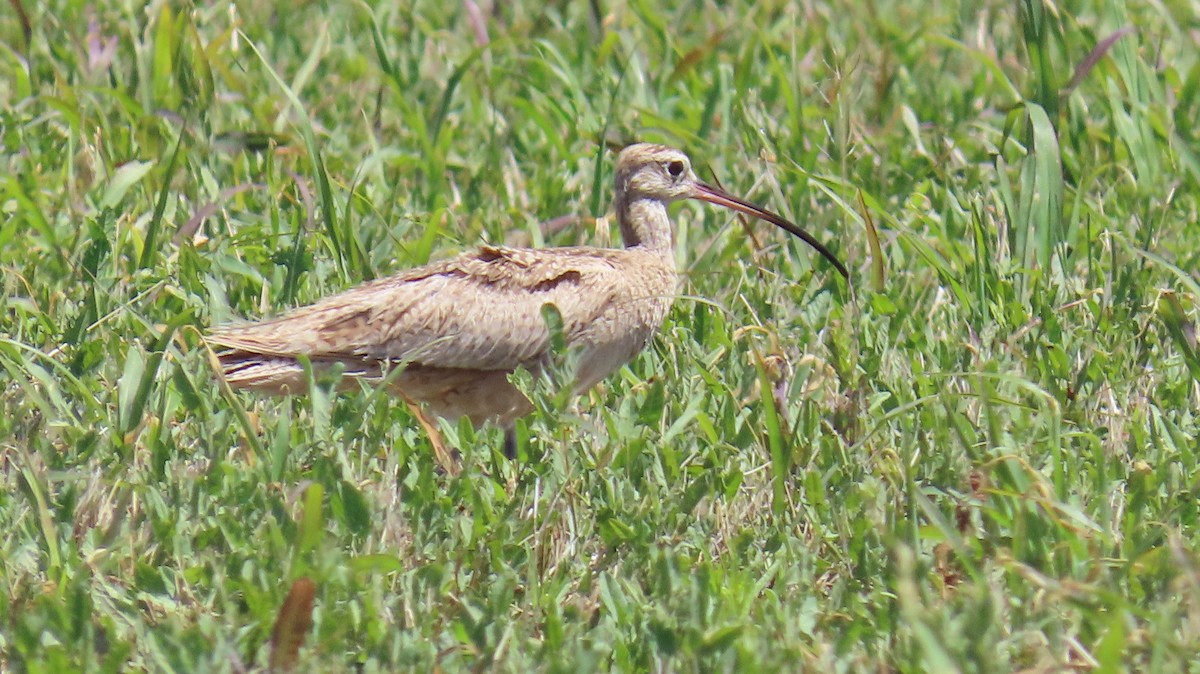 Long-billed Curlew - ML619098274
