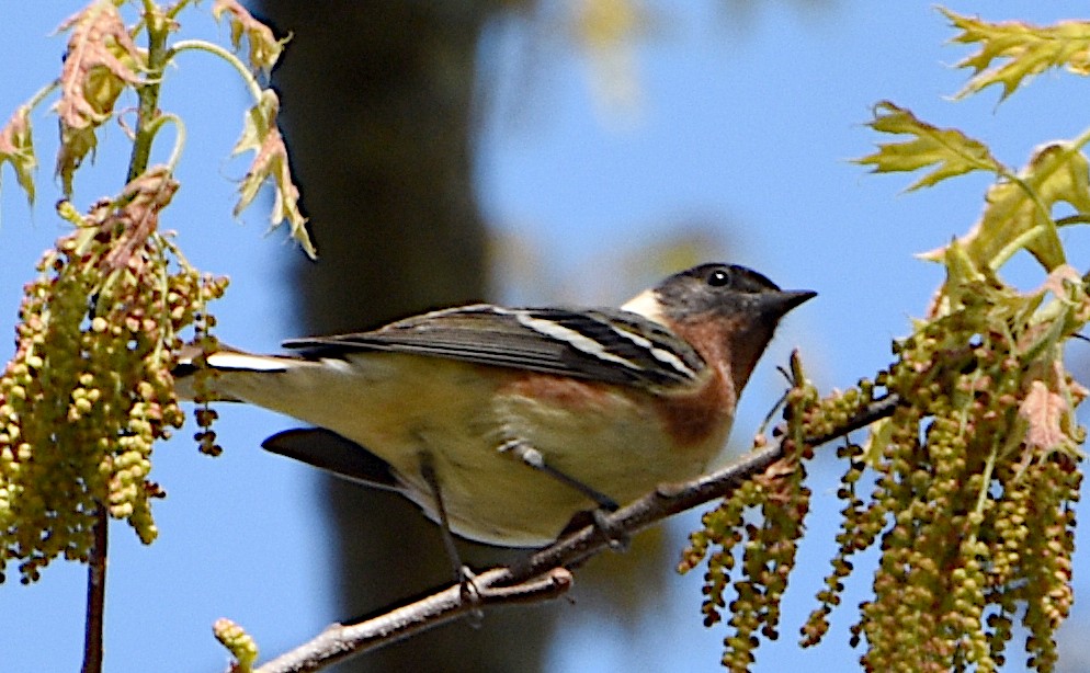 Bay-breasted Warbler - ML619098281