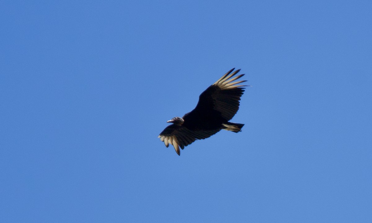 Black Vulture - ML619098326